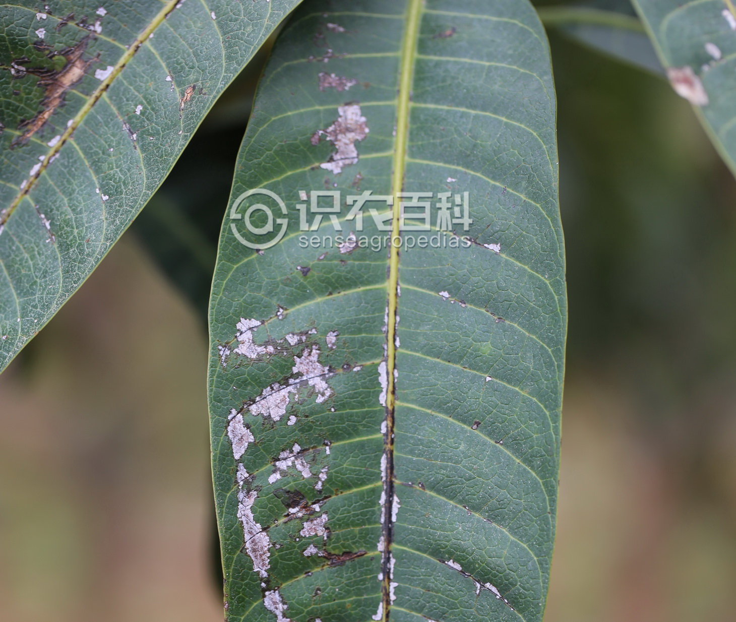 植物診所: 芒果畸形病 (mango malformation disease)