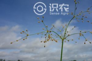 飘拂草属