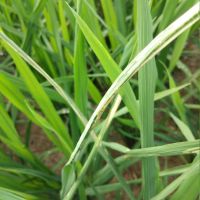 水稻稻纵卷叶螟危害症状