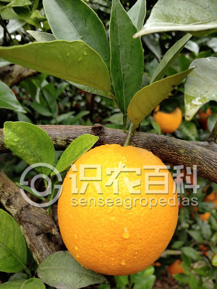 柑橘果实
