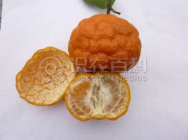 柑橘水纹病