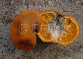 柑橘黑色蒂腐病