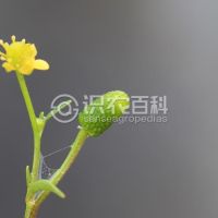 石龙芮